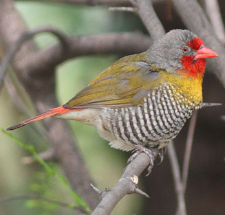 Pytilia melba (Green-winged pytilia, Melba finch)