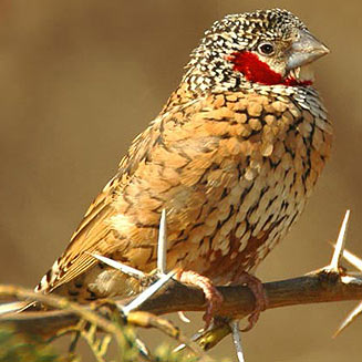 Amadina fasciata (Cut-throat finch) 
