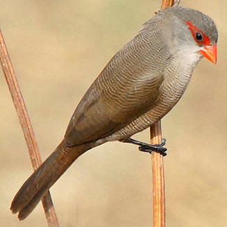 Estrilda astrild (Common waxbill)