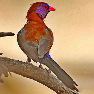 Granatina granatina (Violet-eared waxbill) 