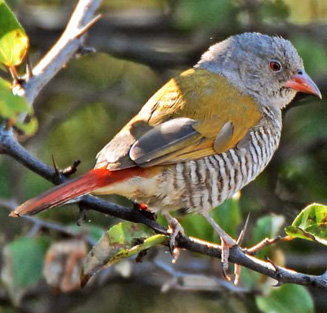 Pytilia melba (Green-winged pytilia, Melba finch)