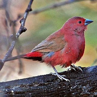 Lagonosticta rhodopareia (Jameson's firefinch)
