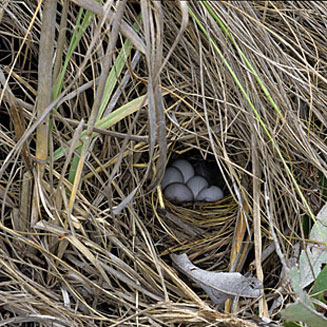 Ortygospiza atricollis (African quailfinch, Quail finch)