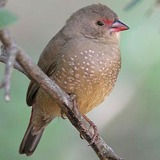 Lagonosticta senegala (Red-billed firefinch) 