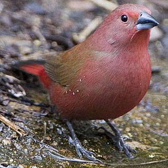 Lagonosticta rhodopareia (Jameson's firefinch)