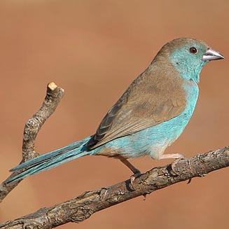 Uraeginthus angolensis (Blue waxbill) 