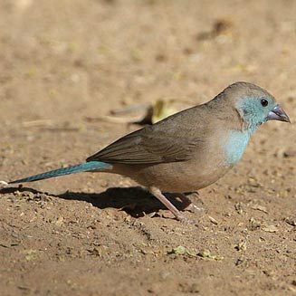 Uraeginthus angolensis (Blue waxbill) 