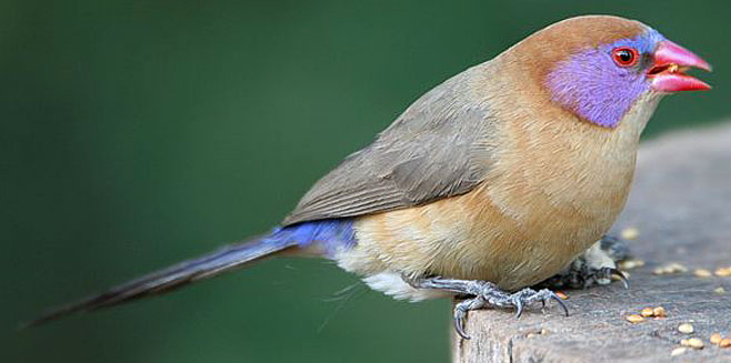 Granatina granatina (Violet-eared waxbill) 