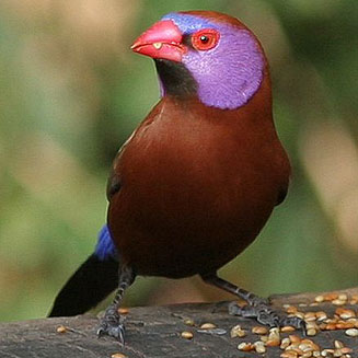 Granatina granatina (Violet-eared waxbill) 