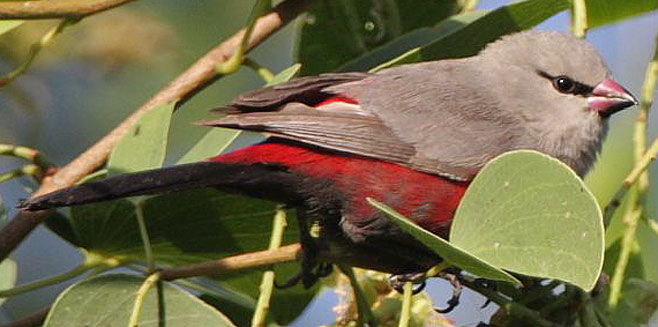 Estrilda thomensis (Cinderella waxbill)