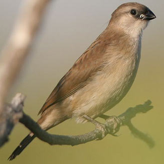 Estrilda astrild (Common waxbill)