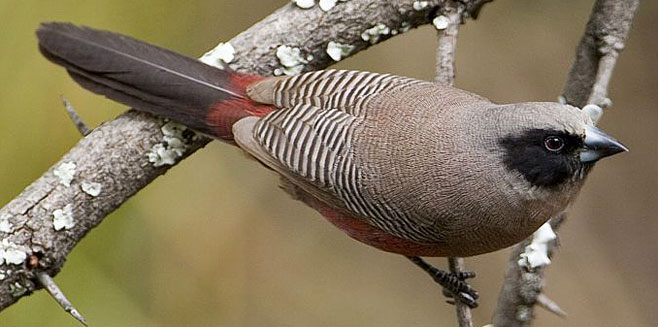 Estrilda erythronotos (Black-faced waxbill, Black-cheeked waxbill) 