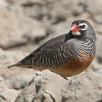 Ortygospiza atricollis (African quailfinch, Quail finch) 