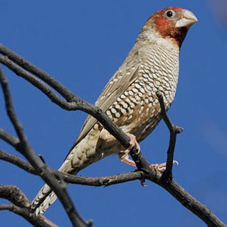 Amadina erythrocephala (Red-headed finch)