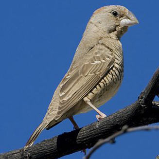 Amadina erythrocephala (Red-headed finch)