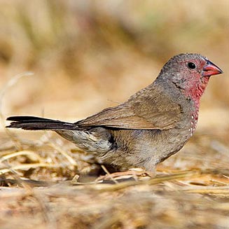 Lagonosticta nitidula (Brown firefinch) 