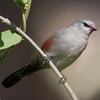 Estrilda thomensis (Cinderella waxbill)