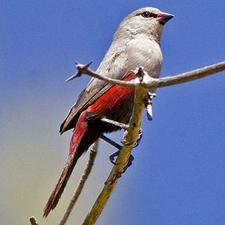 Estrilda thomensis (Cinderella waxbill)