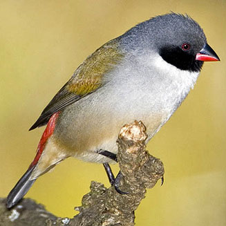 Coccopygia melanotis (Swee waxbill) 