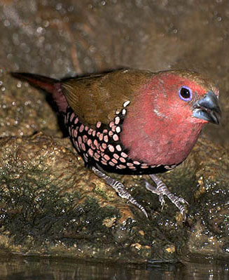 Hypargos margaritatus (Pink-throated twinspot)