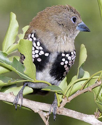 Hypargos margaritatus (Pink-throated twinspot)