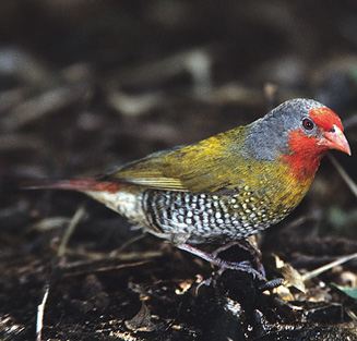 Pytilia melba (Green-winged pytilia, Melba finch)