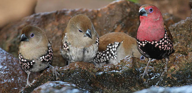 Hypargos margaritatus (Pink-throated twinspot)