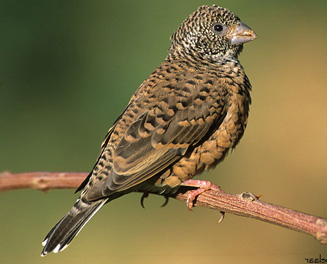 Amadina fasciata (Cut-throat finch) 