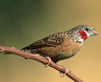 Amadina fasciata (Cut-throat finch) 