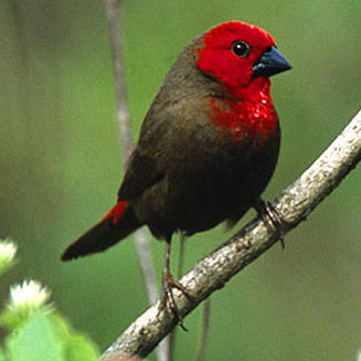 Pyrenestes minor (Lesser seedcracker, Nyasa seedcracker) 