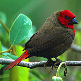 Pyrenestes minor (Lesser seedcracker, Nyasa seedcracker) 