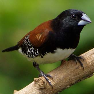 Spermestes bicolor (Red-backed mannikin)