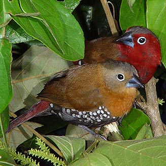 Hypargos niveoguttatus (Red-throated twinspot)