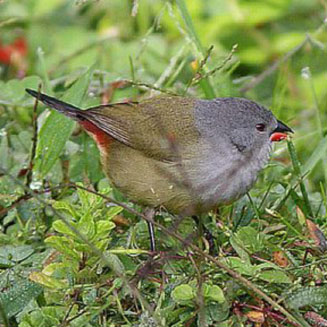 Coccopygia quartinia (Yellow-bellied waxbill, East African swee)