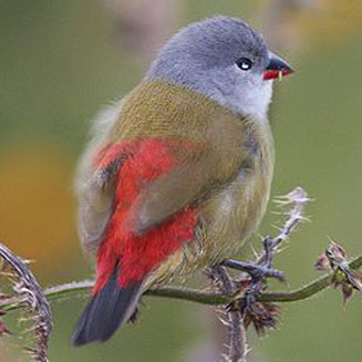 Coccopygia quartinia (Yellow-bellied waxbill, East African swee)