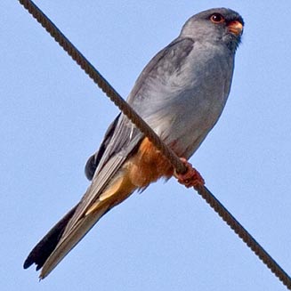 Falco amurensis (Amur falcon, Eastern red-footed kestrel)