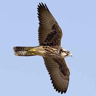 Falco biarmicus (Lanner falcon) 