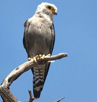 Falco dickinsoni (Dickinson's kestrel)