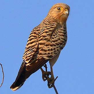 Falco rupicoloides (Greater kestrel) 