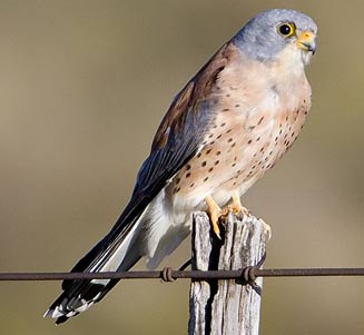 Falco naumanni (Lesser kestrel) 