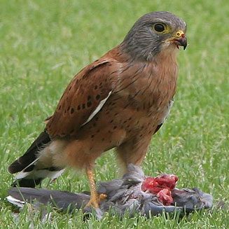 Falco rupicolus (Rock kestrel) 