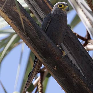 Falco ardosiaceus (Grey kestrel)