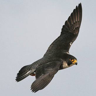 Falco peregrinus (Peregrine falcon)