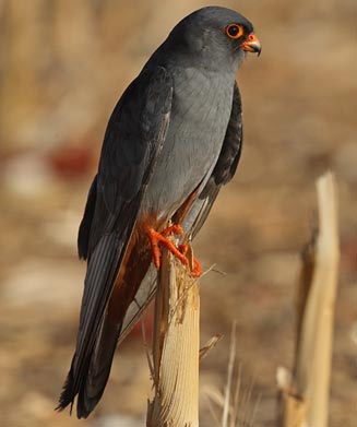 Falco vespertinus (Red-footed falcon, Western red-footed kestrel) 