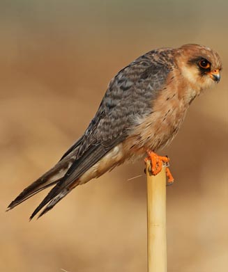 Falco vespertinus (Red-footed falcon, Western red-footed kestrel) 