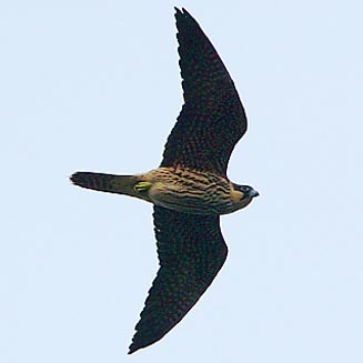 Falco eleonorae (Eleonora's falcon)