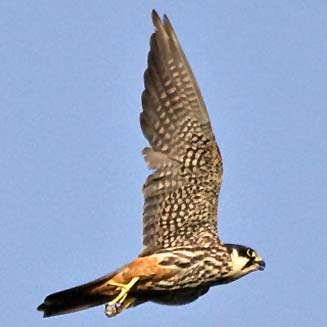 Falco subbuteo (Eurasian hobby, Hobby falcon)