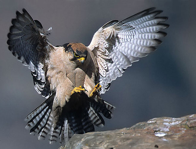 Falco biarmicus (Lanner falcon) 