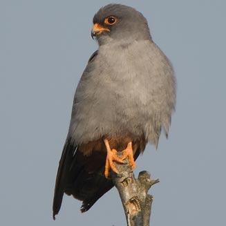 Falco vespertinus (Red-footed falcon, Western red-footed kestrel) 