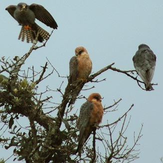Falco vespertinus (Red-footed falcon, Western red-footed kestrel) 